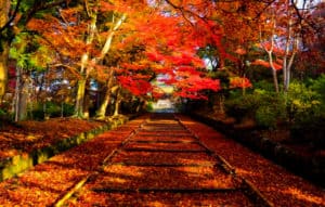 Kyoto Explore shrines as the fall deepens! Top 15 famous places for autumn leaves in Kyoto!